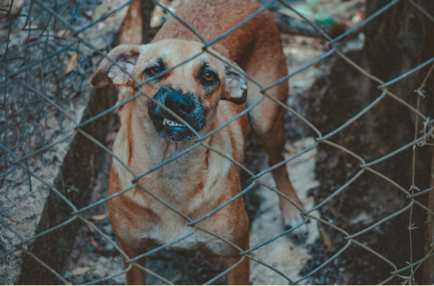 Perro amenazante que podría ser causante de lesiones personales.