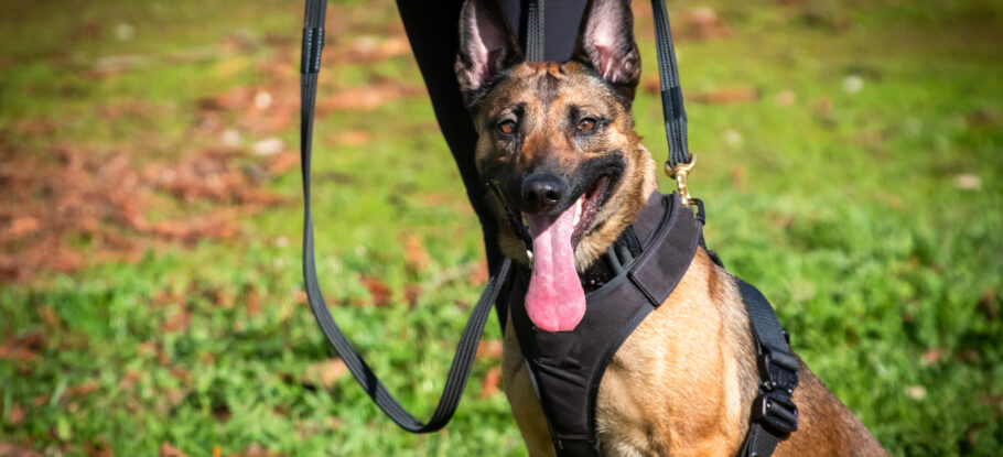 dog standing beside owner on a leash