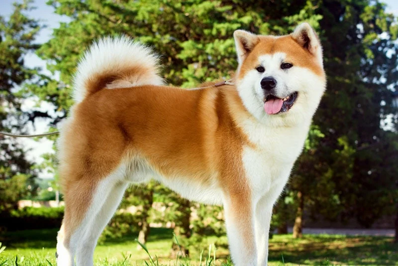 Akitas Dog Breed