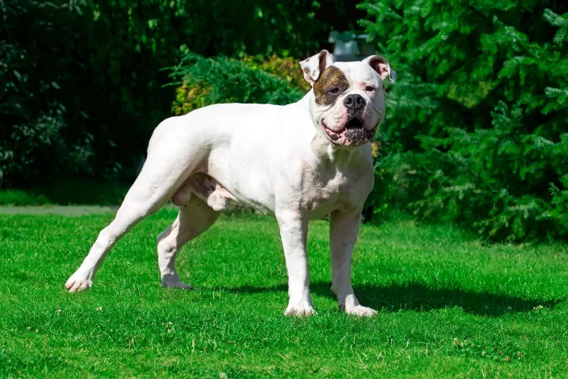 American Bulldog Breed