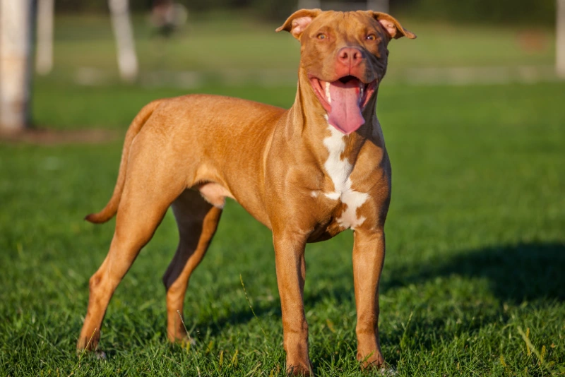 American Pit Bull Terrier and Related Breeds