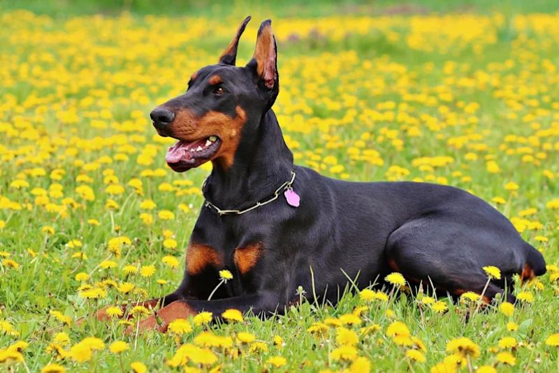 Doberman Pinschers Breeds