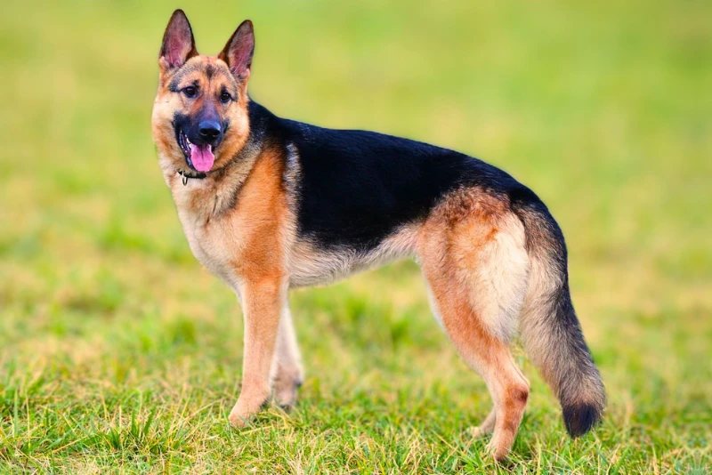 German Shepherds