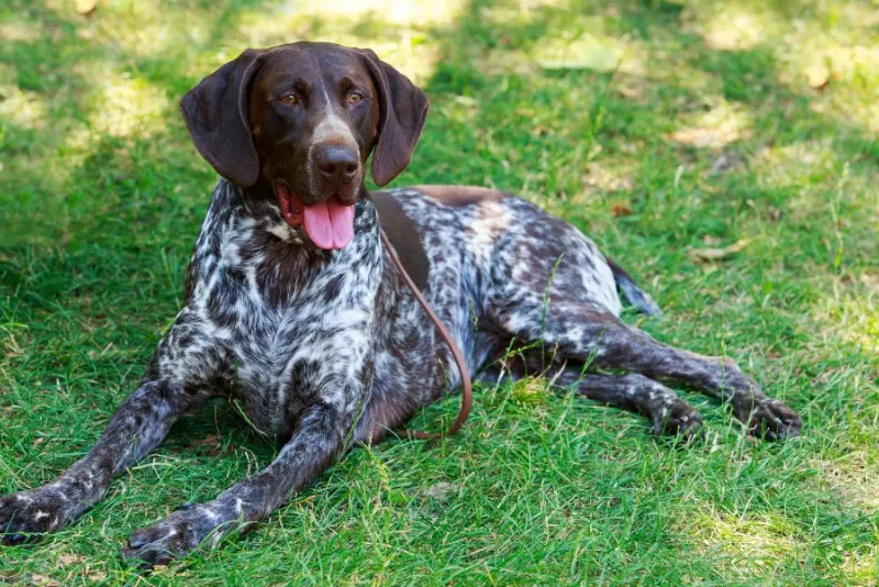 German Shorthaired Pointers Breeds