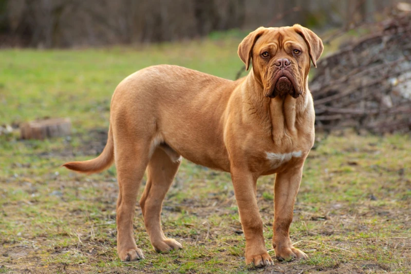 Mastiff-Type Breeds