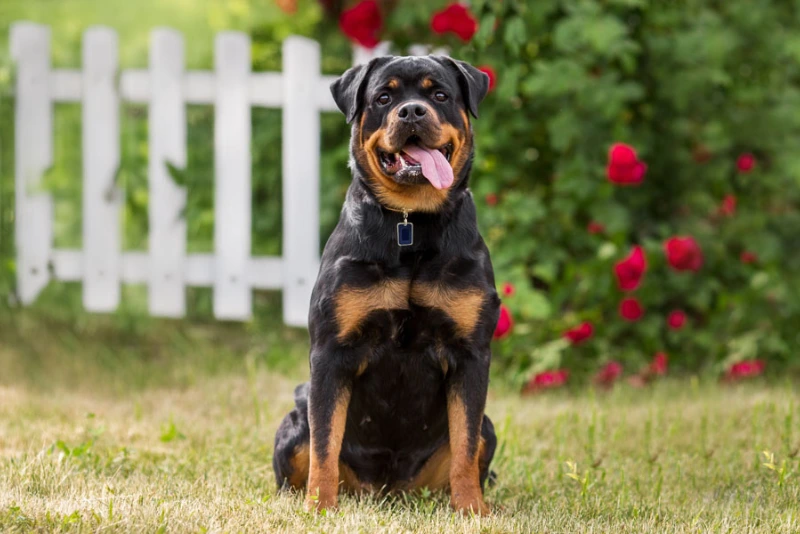 Rottweilers