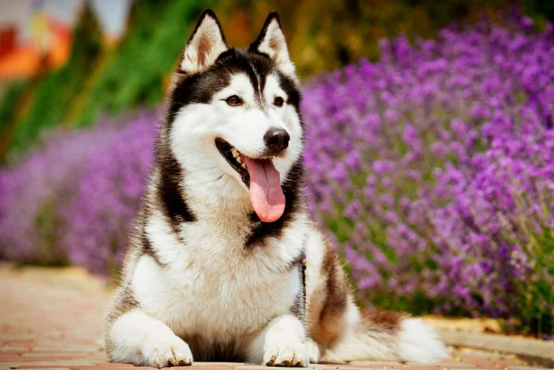 Siberian Huskies Dog Breeds